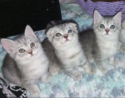 Scottish fold, Scottish strayd {okras mramor}