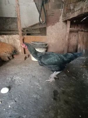 Продам бойцовскую курицу породы шамо