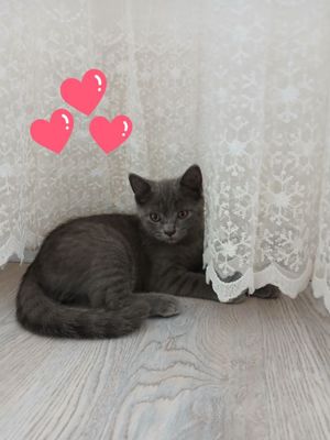 Продаётся котёнок Скоттиш страйт