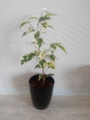 Фикус Бенжамин варигатний