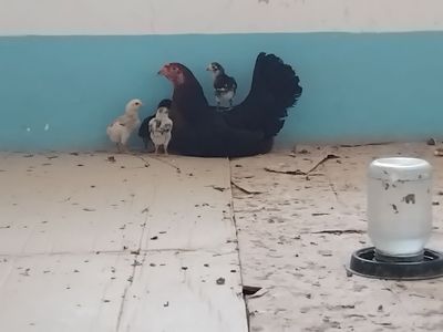 Курк хонаки товук 6та даканг жужаси билан