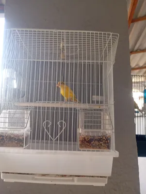 продается поющая канарейка с клеткой