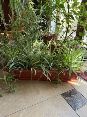 Продаётся цветочек хлорофитум