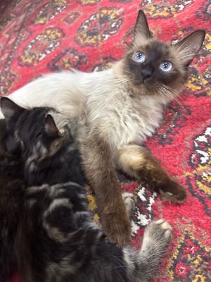 Сиамская кошка, отдам в добрые руки