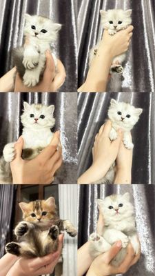 Готовяться к брони котята британская длиношерстная шеншила.