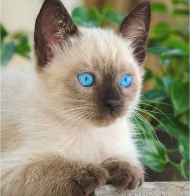 Сиамский котенок чистокровный, породистый