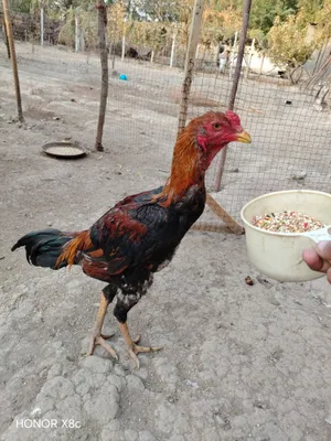 Aprel jujalar sotiladi