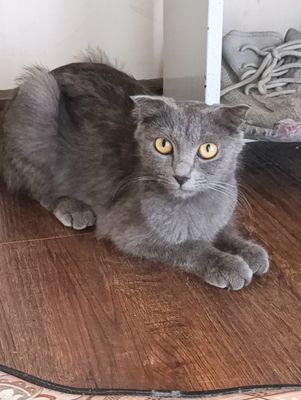 Веслоухие котята