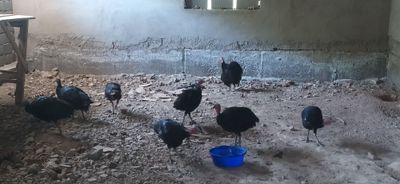 Курка сотилади соглом