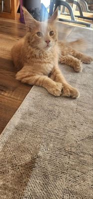 Кошка породистая