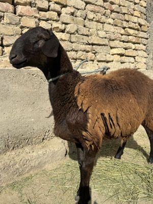 Kashtan elita qoʻyni bolasi