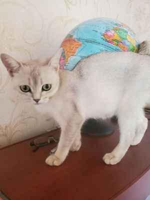Шиншилла.страйт.