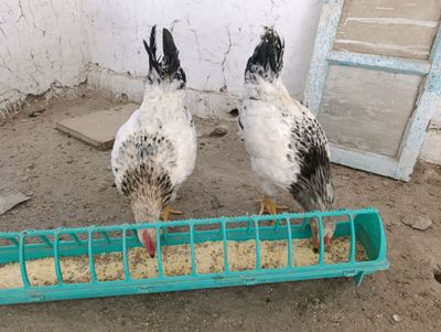 7oylik adler xoʻrozlari sotiladi