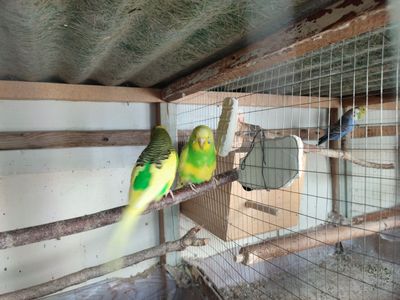 To'ti qushlar sotiladi 1ta oila 130.000 so'mdan