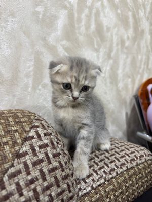Скоттиш фолд, вислоухие