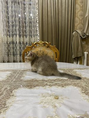 Skotish strayd qiz bola