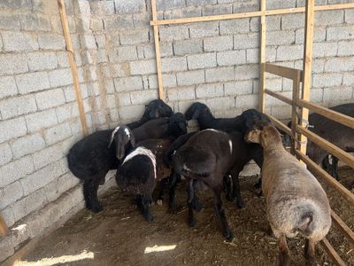 Qochqorlar sotiladi Ehson Aqiqaga boqishkayam bor ichida toza pokiza