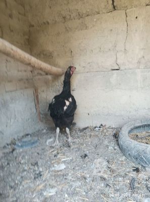 Макиёнлар сотилади