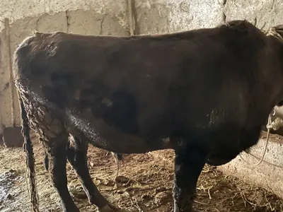 Buqa sotiladi sroshna