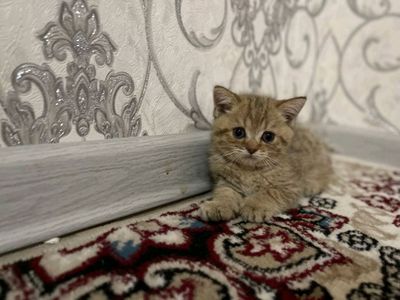 zotdor mushukchalar bor zolotaya shinshilla 2oylik
