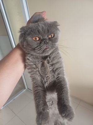 Jinsi erkak mehribon