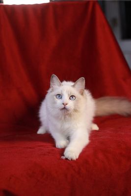Продается котята породы Регдолл