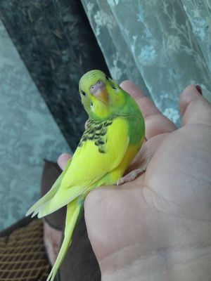Волнистые попугаи