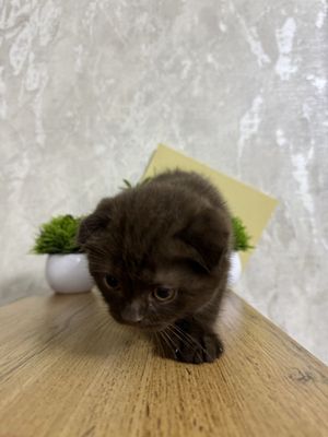 Шатландский Скоттиш фолд