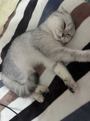продаётся кошки шиншилла