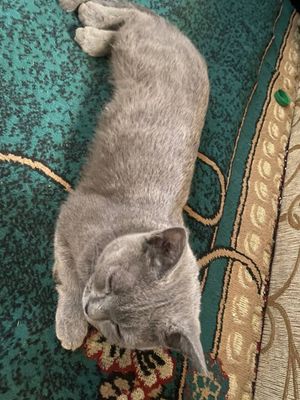 Скот британский мужик 6 месть