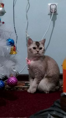 scottish fold