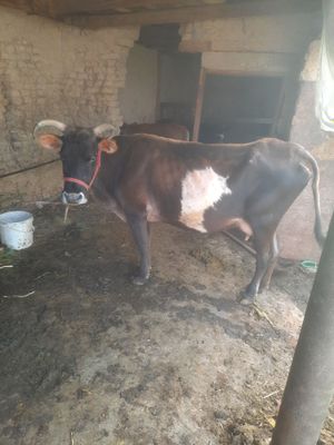 mol ona bola sigir buzoqcha