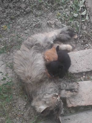Мушук болаларини хадья қиламан, Милых котят подарю
