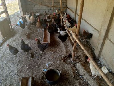 Xonaki tovuq 30 dan oshiq sotiladi soglom Куры продам
