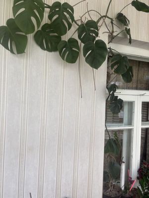 хона гули Монстера