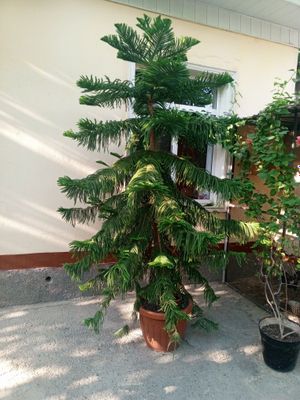 Archa gul - xonadon va ofis uchun ajoyib tanlov