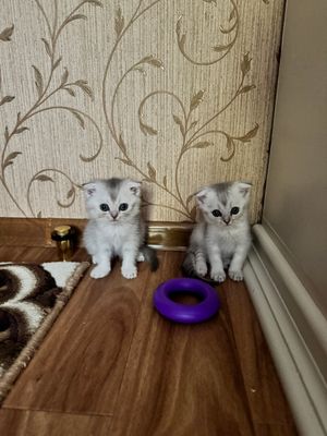 Mushuk bolalari Qiz va o’g’il