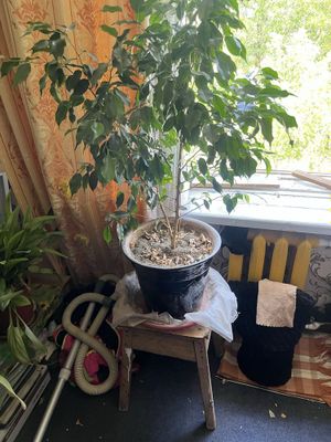 Продаются цветы