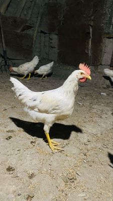 O'zim uyda kotta qilganman. Sog'lom jo'jalar