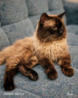 Вязка с сиамским котом
