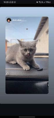 Скотиш страйт сотилади кизбола