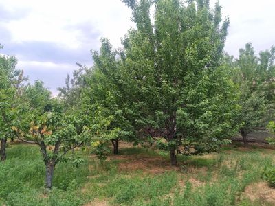 Участка 8сотик област
