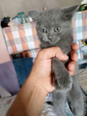 Mushuk