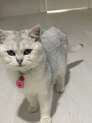 Продаётся кот порода серебристая шиншилла возраста годик