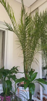 Продаётся финики палма очень большой + бонус