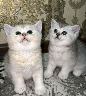 Скотиш фолд