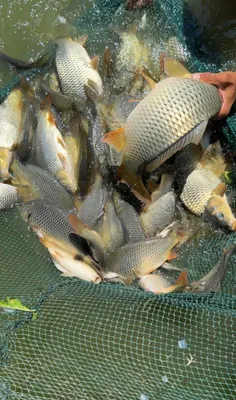 Сазан / Толстолоб / Беламур — сифатли балиқлар!