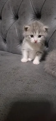 Оригинал Scottish Fold отаси онаси Чистокровный фолд