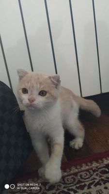 Mushuk sotiladi qiz bola