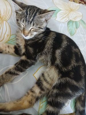 Bengal mushuk toza qonli